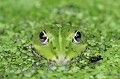 <br><br>Nom anglais : Edidle Frog
<br>Toutes les grenouilles vertes peuvent se regrouper en grand nombre (tous taxons confondus). Pendant la période de reproduction, elles sont généralement très bruyantes. Leur chant peut d’ailleurs constituer un outil important dans l’identification des espèces. 
<br><br>Photo réalisée en France, dans l'Allier (Auvergne)
<br><br>


 Grenouille verte
grenouille
Rana esculenta
Edidle Frog
Allier
Auvergne
reproduction
chant
taxons
espèces 